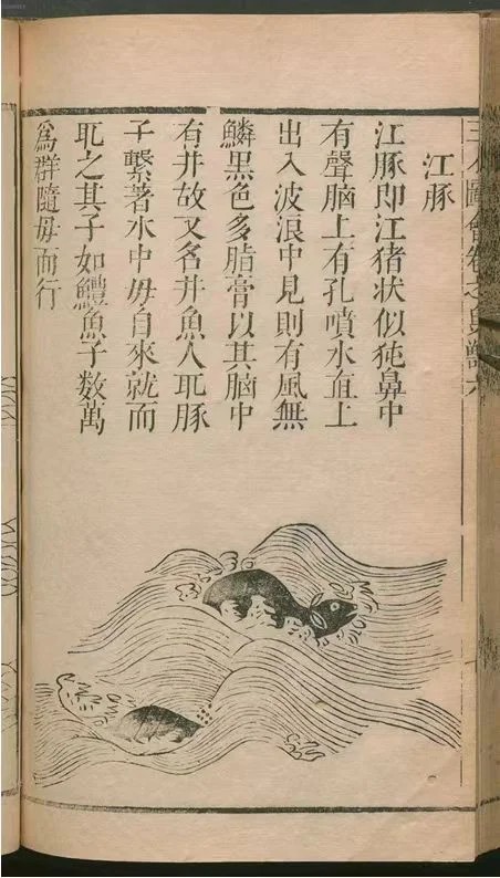 A Ming Dynasty woodblock-printed illustration from “Sancai Tuhui” (in English，Compendium of the Three Powers)，compiled by Wang Qi (1573–1620)，which is a 49-volume book of poems on birds and animals. This poem meticulously documents the Yangtze finless porpoise through morphological details，surfacing postures，and maternal care behaviors.“Sancai Tuhui，” compiled by Wang Qi (1573–1620) (CC BY-SA)