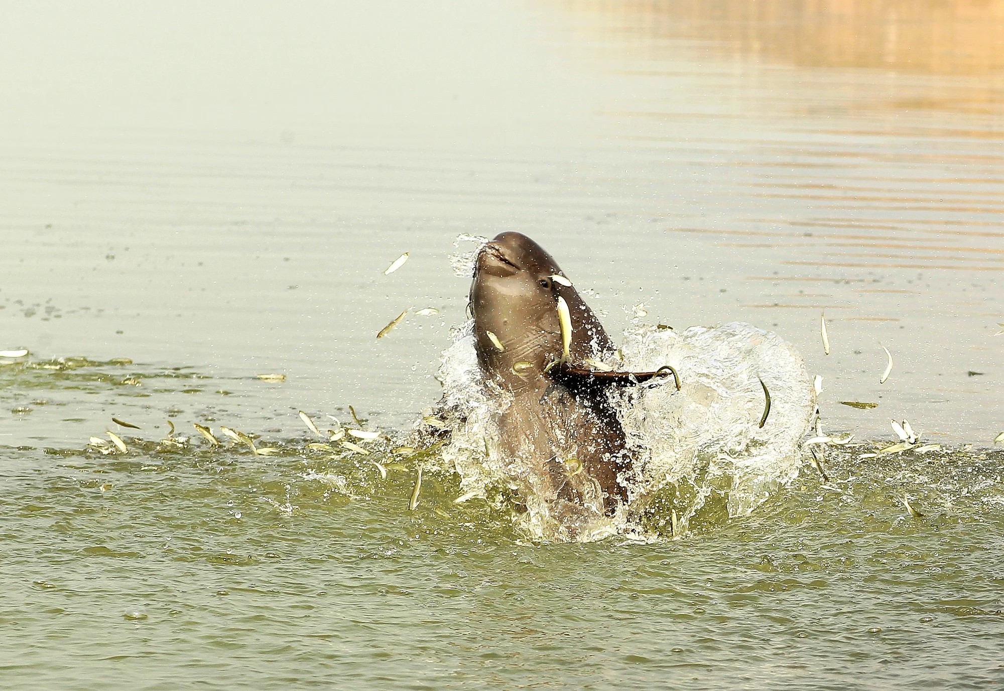 A Yangtze finless porpoise hunting in Poyang Lake.Yu Huigong