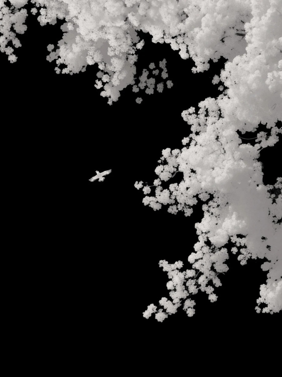 禅意的东方美学 ​​​​ | 摄影师Paul Cupido