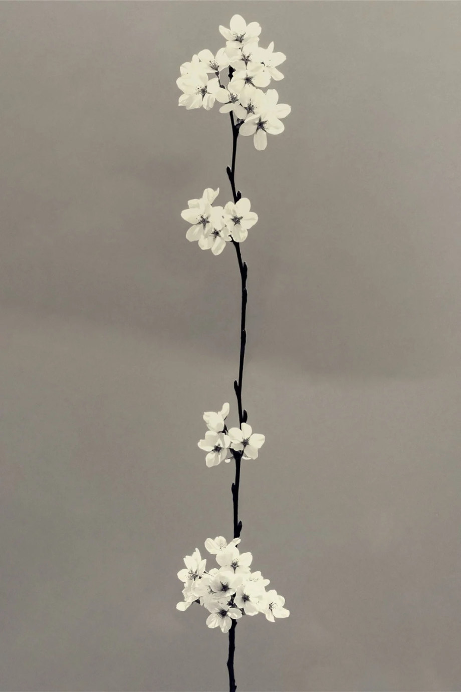 禅意的东方美学 ​​​​ | 摄影师Paul Cupido