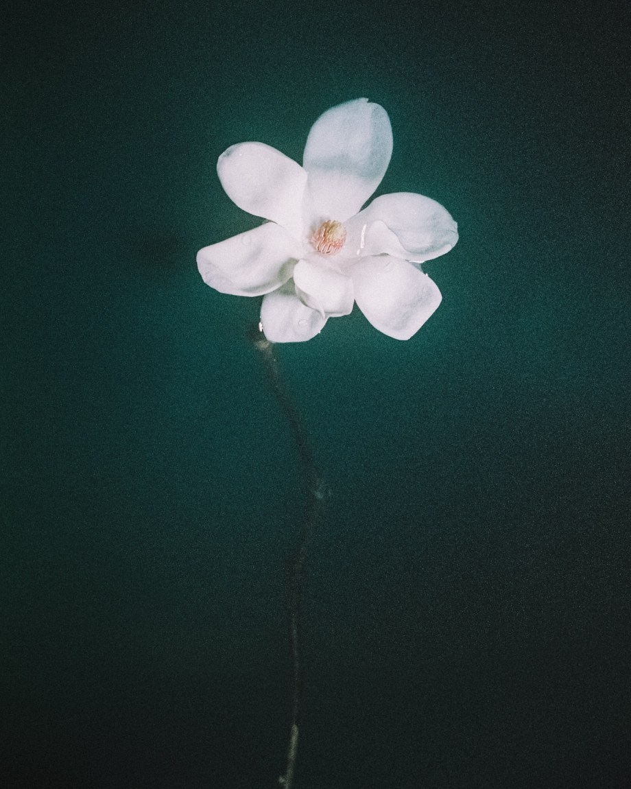 花儿 摄影师Jayden