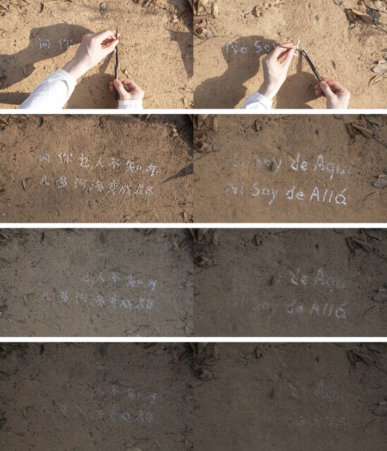 《红火蚁乡愁：我不属于这里，也不属于那里》，2022，图片来自艺术家网站