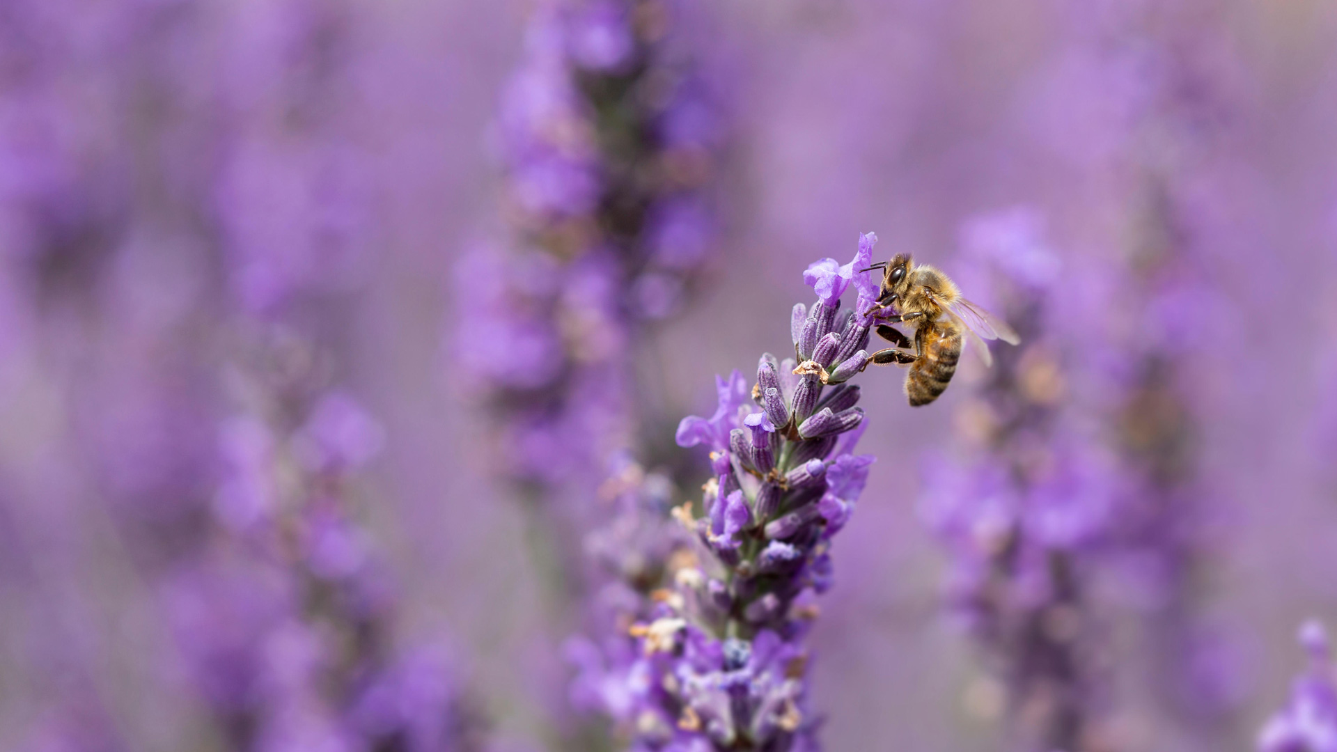 紫色的薰衣草田里，蜜蜂辛勤地采蜜，嗡嗡作响