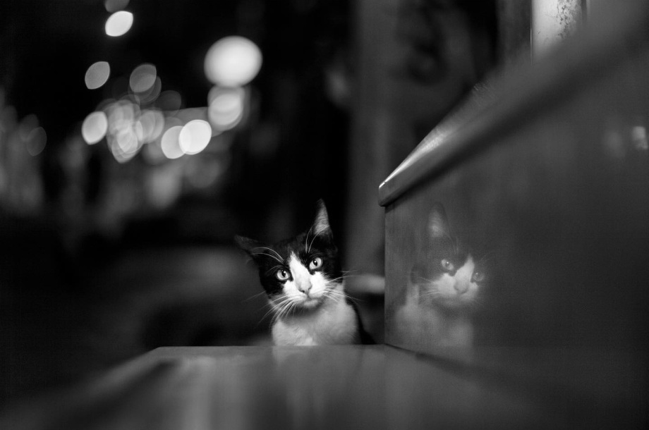 黑白摄影界的标志性人物、英国摄影师Alan Schaller镜头里的猫