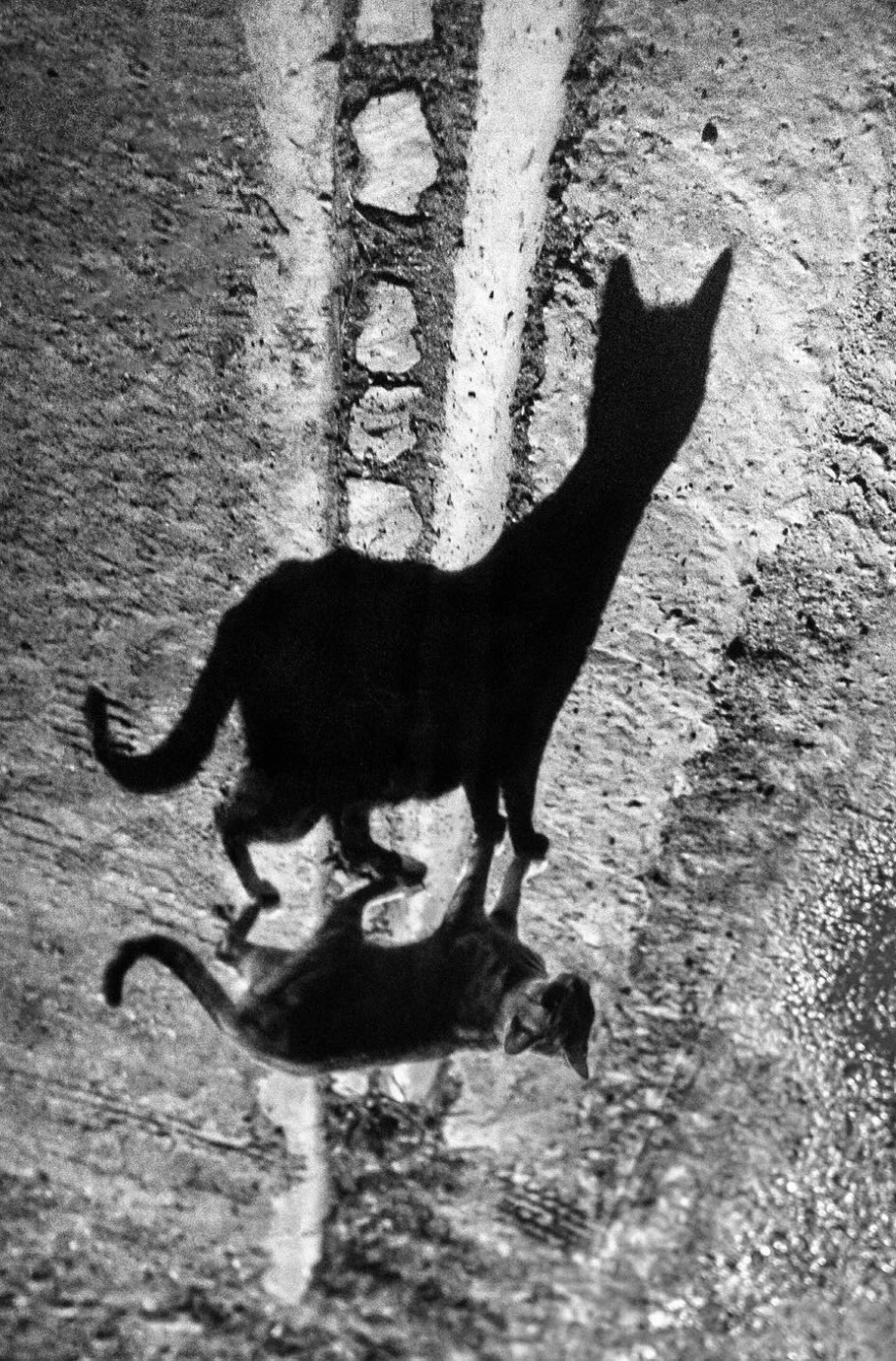 黑白摄影界的标志性人物、英国摄影师Alan Schaller镜头里的猫
