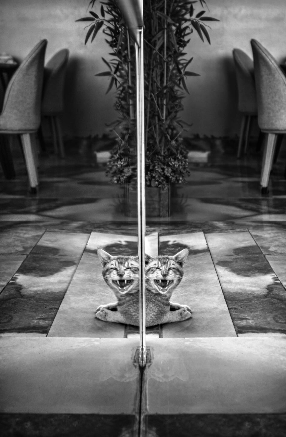 黑白摄影界的标志性人物、英国摄影师Alan Schaller镜头里的猫