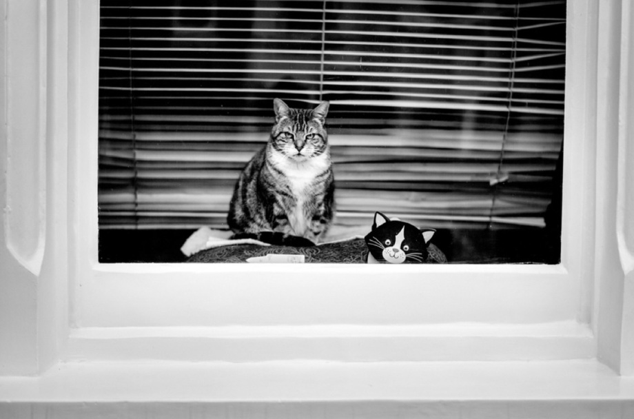 黑白摄影界的标志性人物、英国摄影师Alan Schaller镜头里的猫