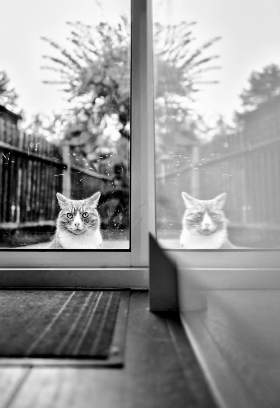 黑白摄影界的标志性人物、英国摄影师Alan Schaller镜头里的猫