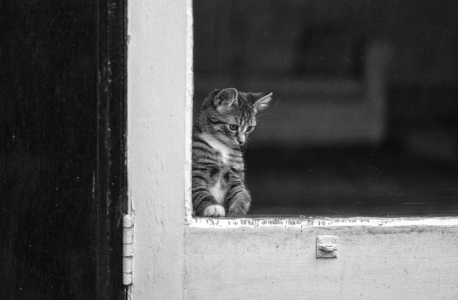 黑白摄影界的标志性人物、英国摄影师Alan Schaller镜头里的猫