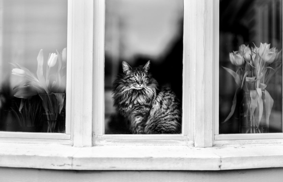 街头的猫