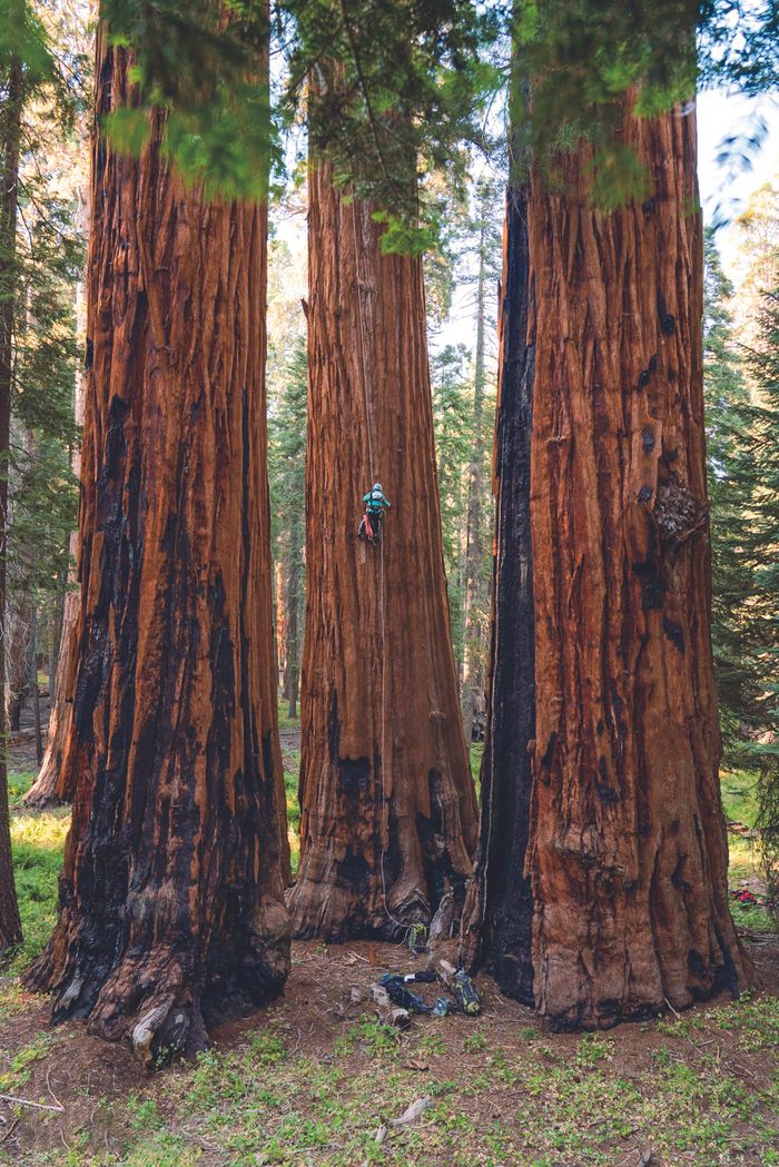 作者藍永翔位於世界爺10公尺高的位置，樹上黑色的部分為經過火燒炭化的樹皮及組織。（攝影／Steve Pearce）