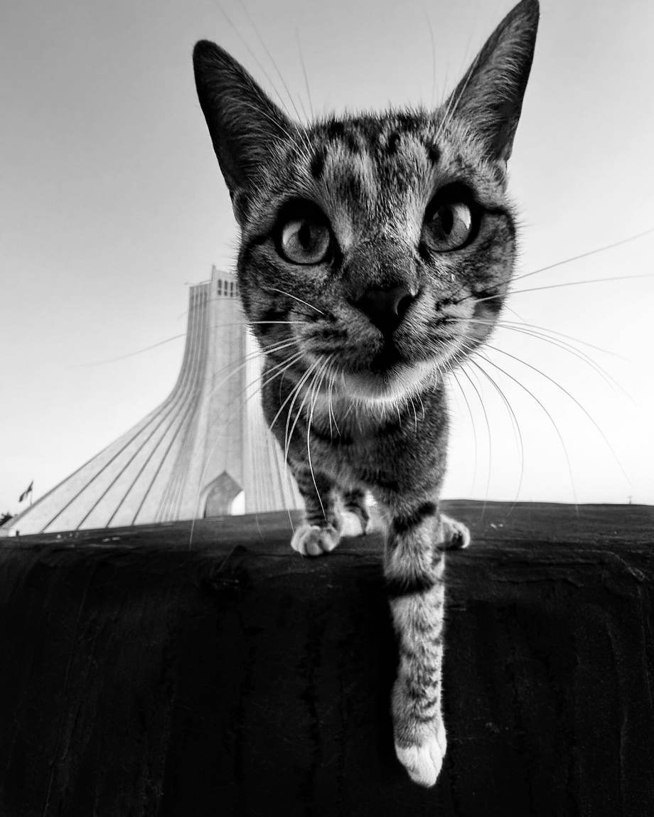 猫的观察视角 | akbar mehrinezhad镜头里街头的猫