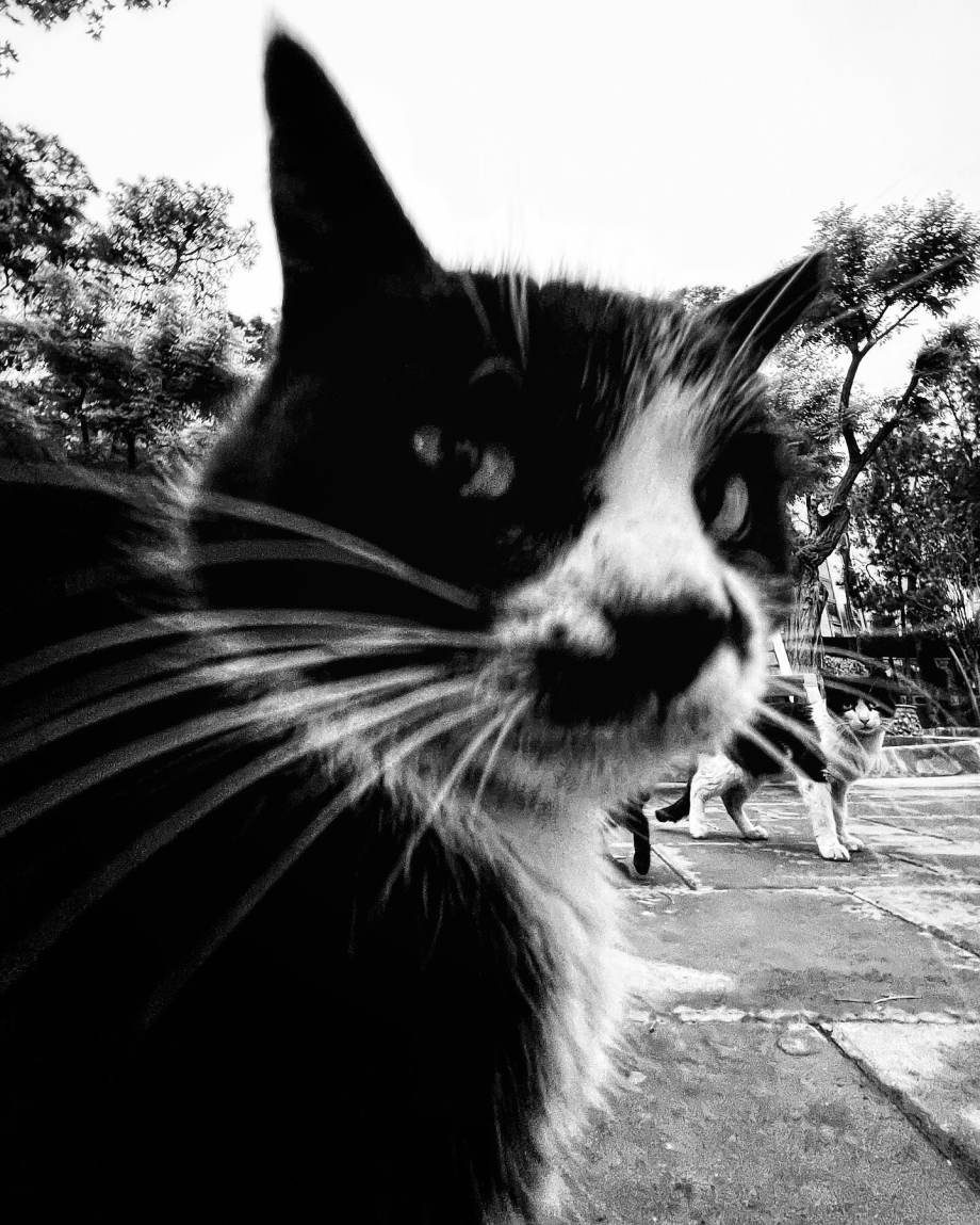 猫的观察视角 | akbar mehrinezhad镜头里街头的猫