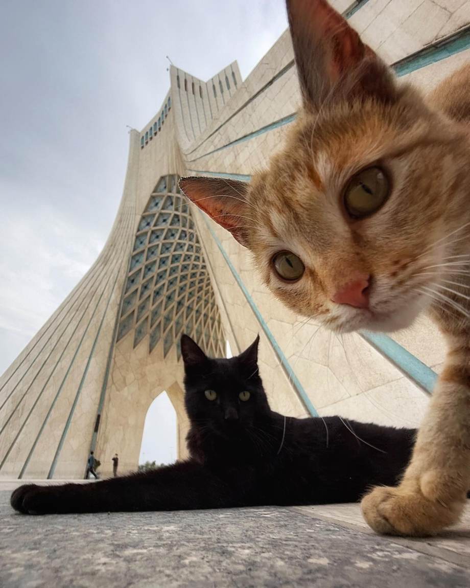 猫的观察视角 | akbar mehrinezhad镜头里街头的猫