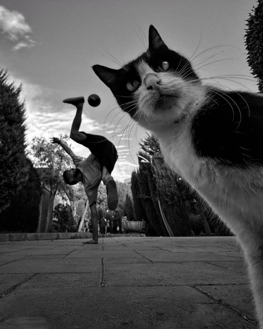 猫的观察视角 | akbar mehrinezhad镜头里街头的猫
