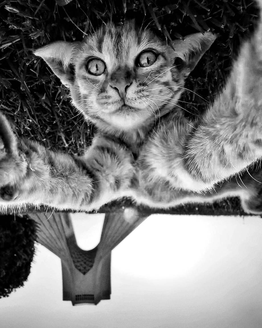 猫的观察视角 | akbar mehrinezhad镜头里街头的猫