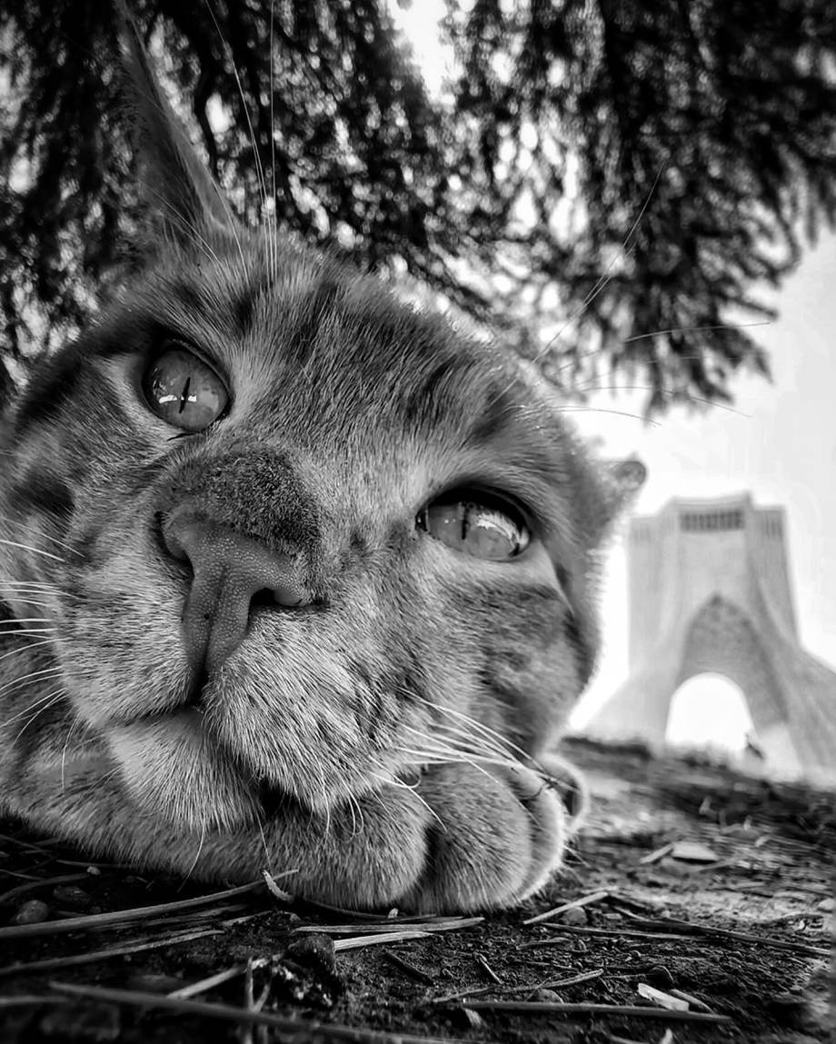猫的观察视角 | akbar mehrinezhad镜头里街头的猫