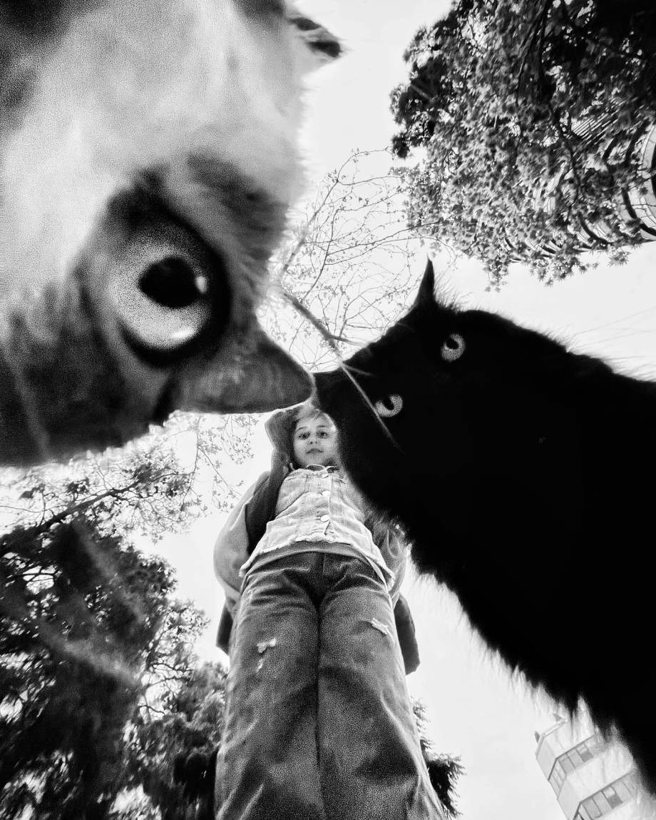 猫的观察视角 | akbar mehrinezhad镜头里街头的猫