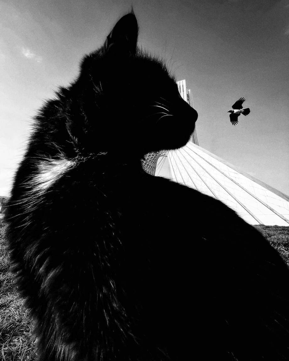 猫的观察视角 | akbar mehrinezhad镜头里街头的猫