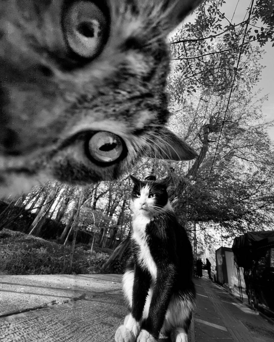 猫的观察视角 | akbar mehrinezhad镜头里街头的猫