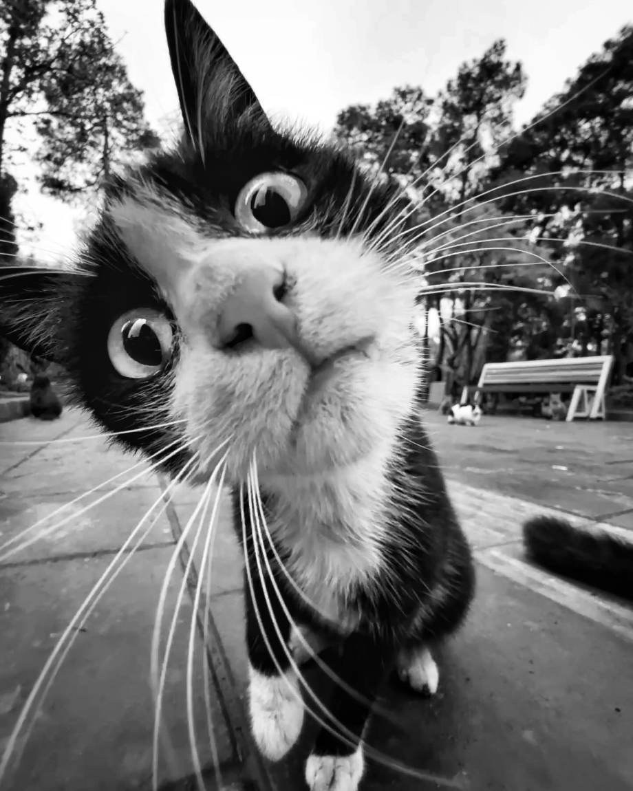 猫的观察视角
