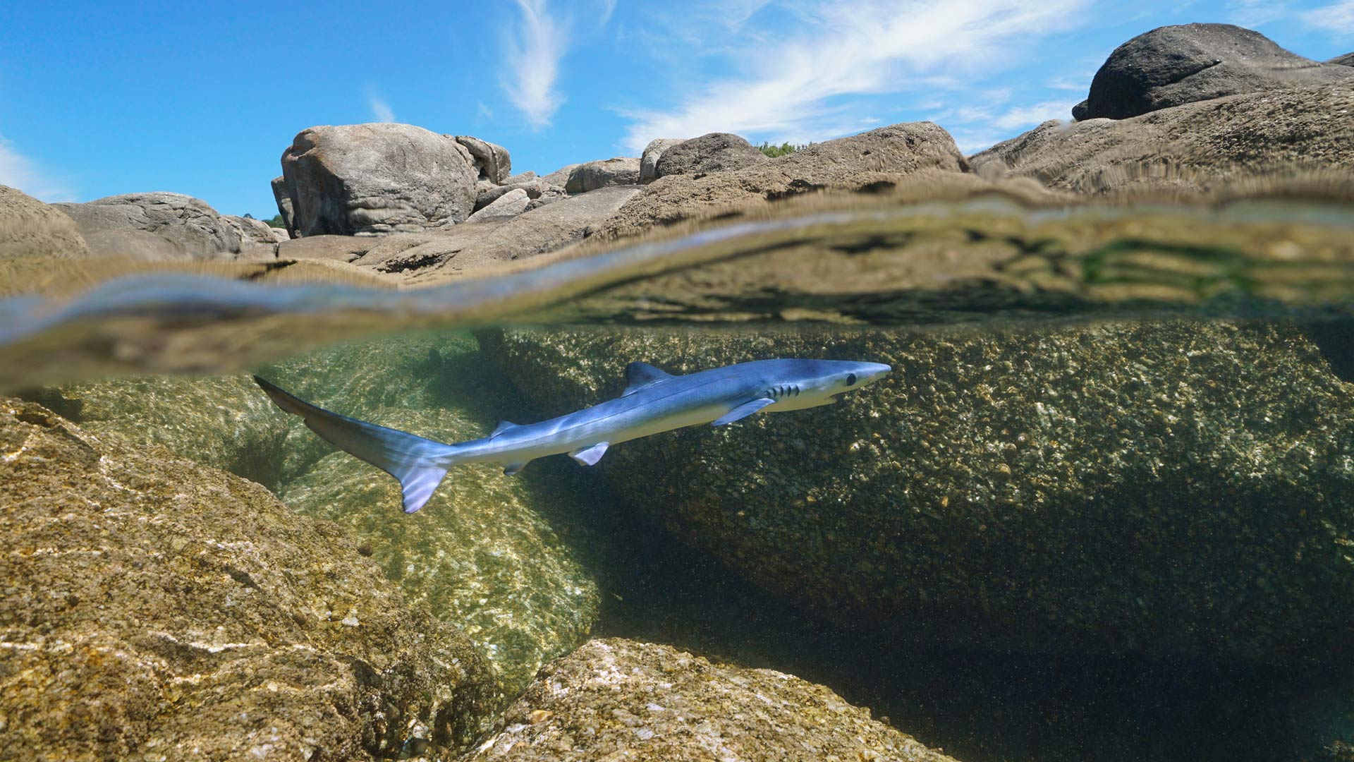 加利西亚海域游弋的幼年大青鲨，西班牙