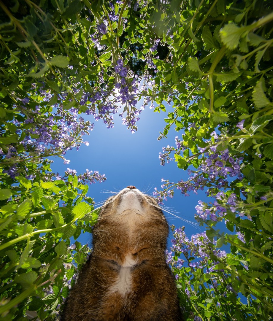 超广角，摄影师Nils Jacobi镜头里的喵星人