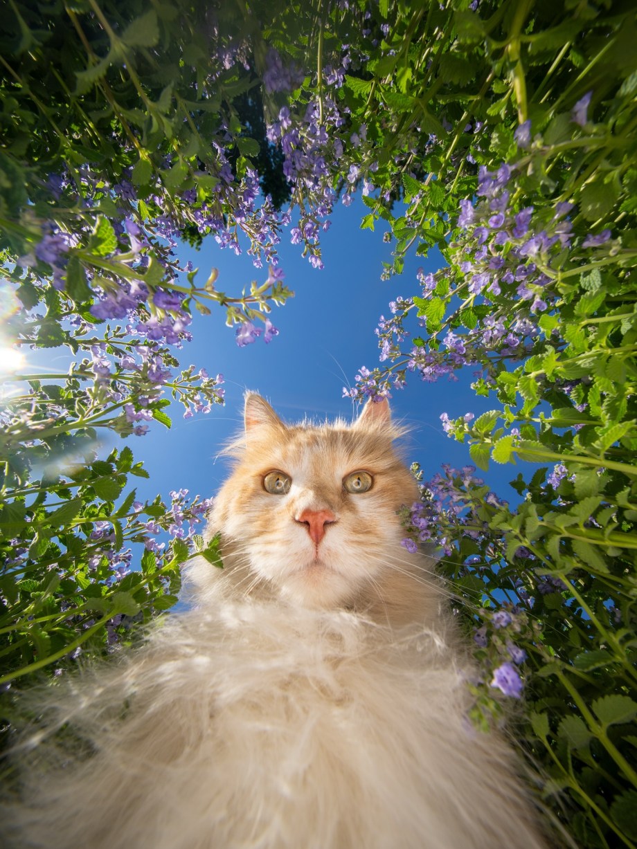 超广角，摄影师Nils Jacobi镜头里的喵星人