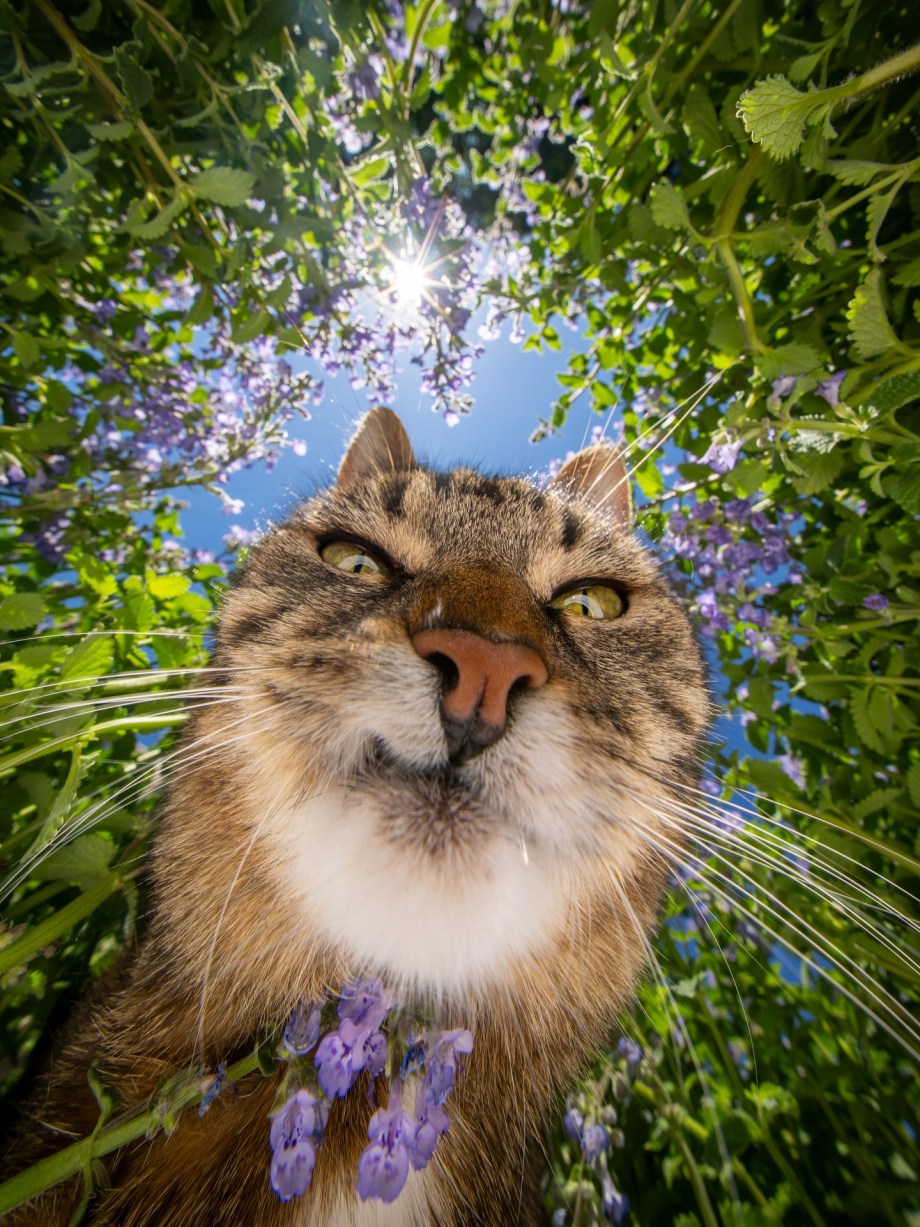 超广角，摄影师Nils Jacobi镜头里的喵星人