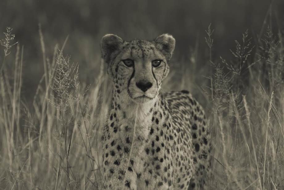 摄影师Natalie Karpushenko艺术影像 人与自然