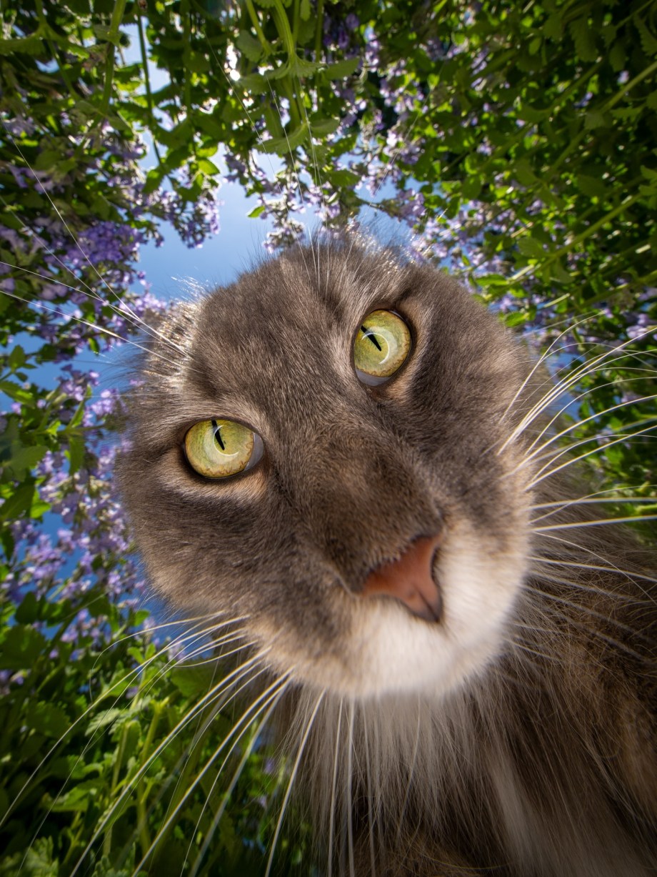 超广角，摄影师Nils Jacobi镜头里的喵星人