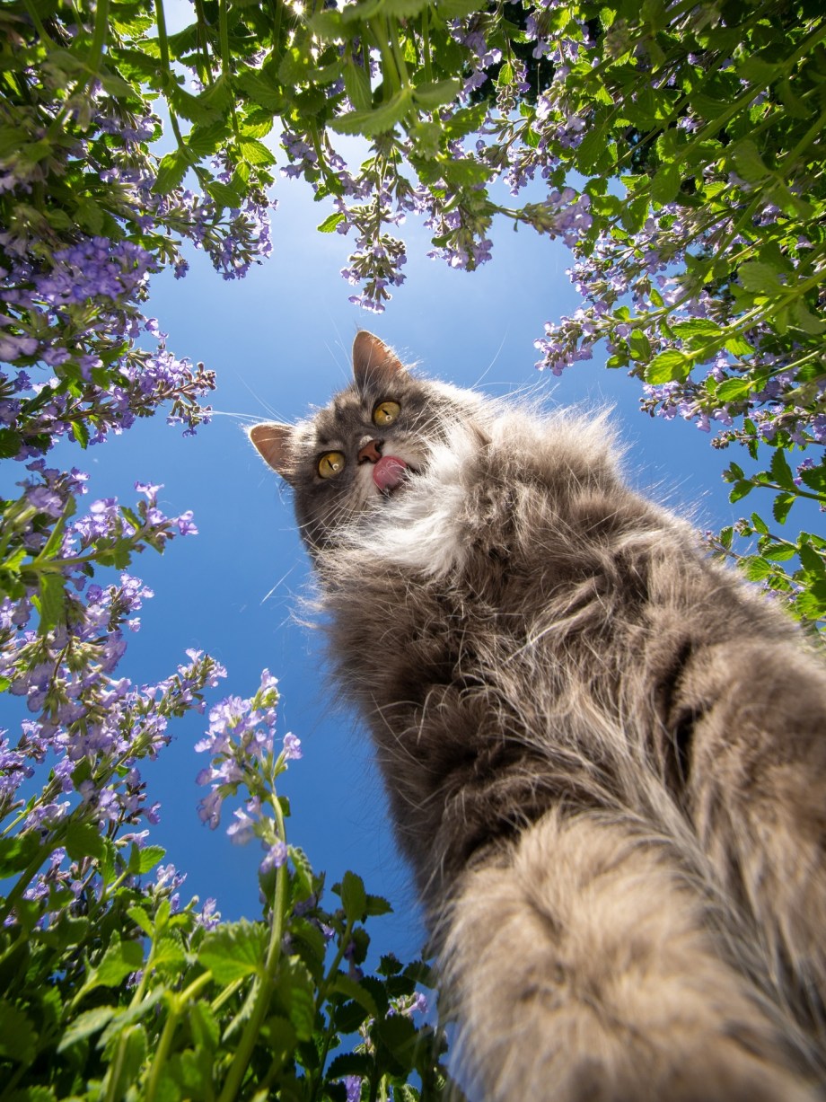 超广角，摄影师Nils Jacobi镜头里的喵星人