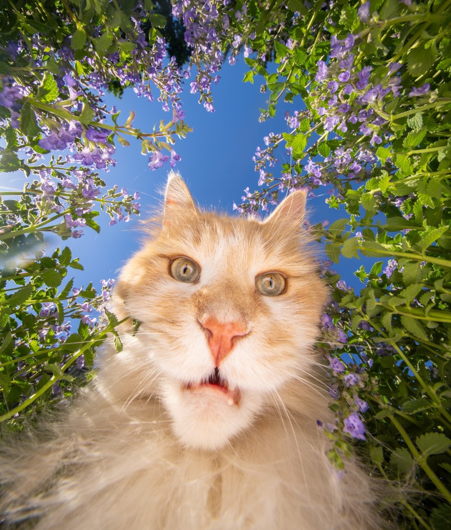 超广角，摄影师Nils Jacobi镜头里的喵星人