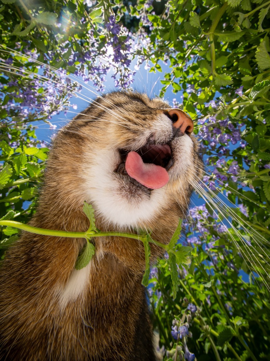 超广角，摄影师Nils Jacobi镜头里的喵星人