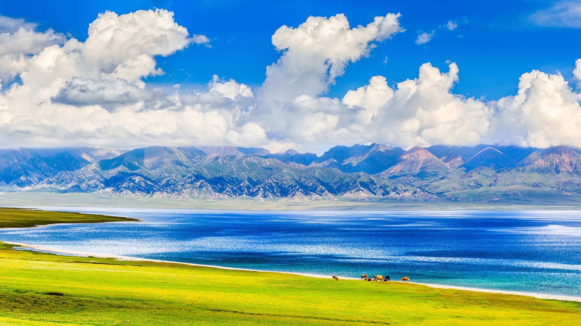 栖息在树枝上的灰燕鵙家族