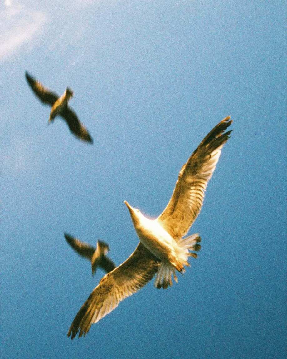 摄影师Ömer（ins:fotografveimge）胶片影像 伊斯坦布尔，轮船上的悠闲时光