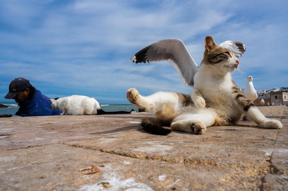 有趣的街头 捕捉的街头有趣的瞬间，摄影师Tavepong Pratoomwong作品