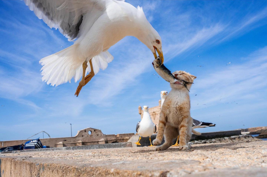 有趣的街头 捕捉的街头有趣的瞬间，摄影师Tavepong Pratoomwong作品