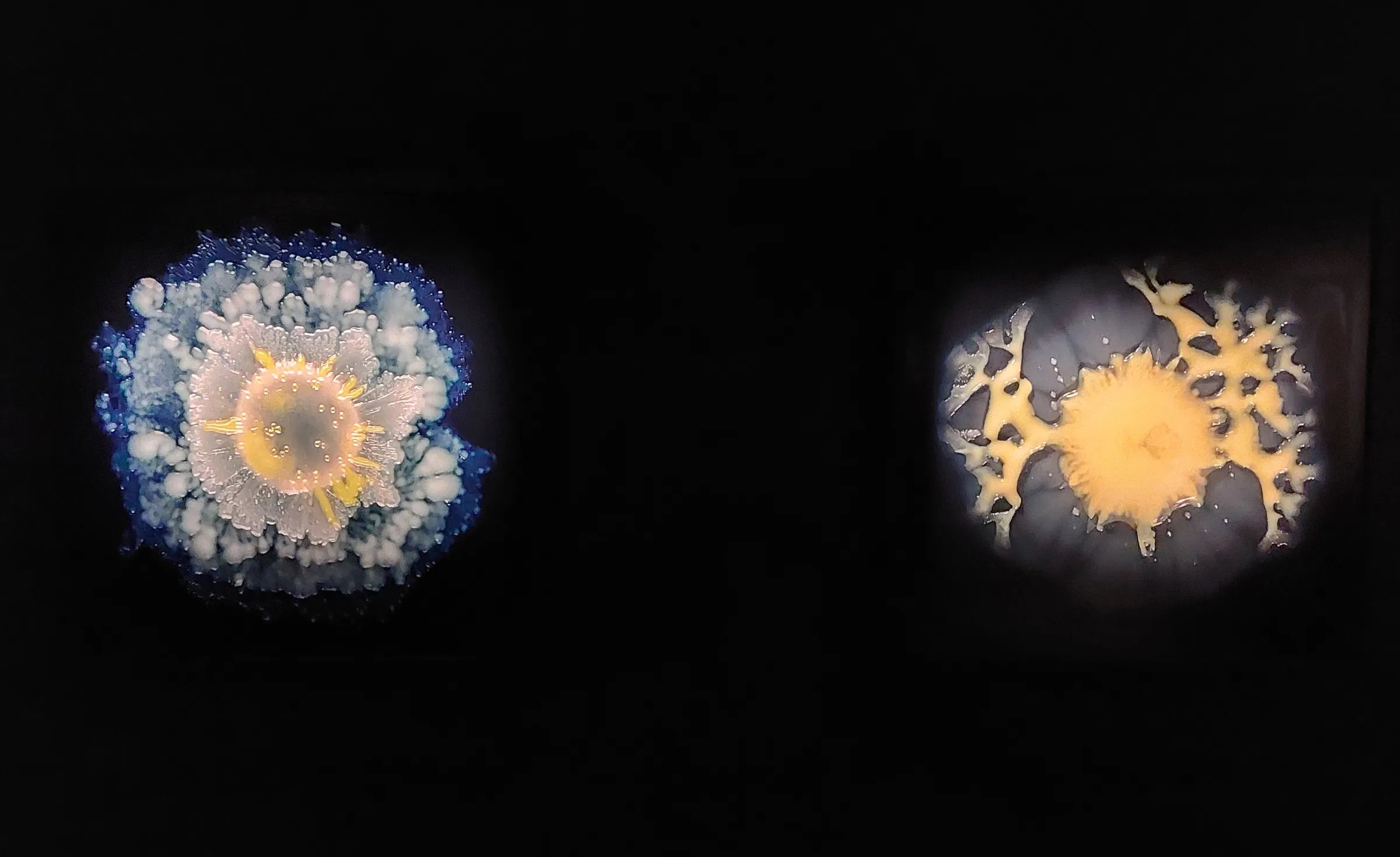 Installation view of Tim Cockerill in collaboration with Elze Hesse，“A Diversity of Forms” (2020) (all photos Anna Souter/Hyperallergic)