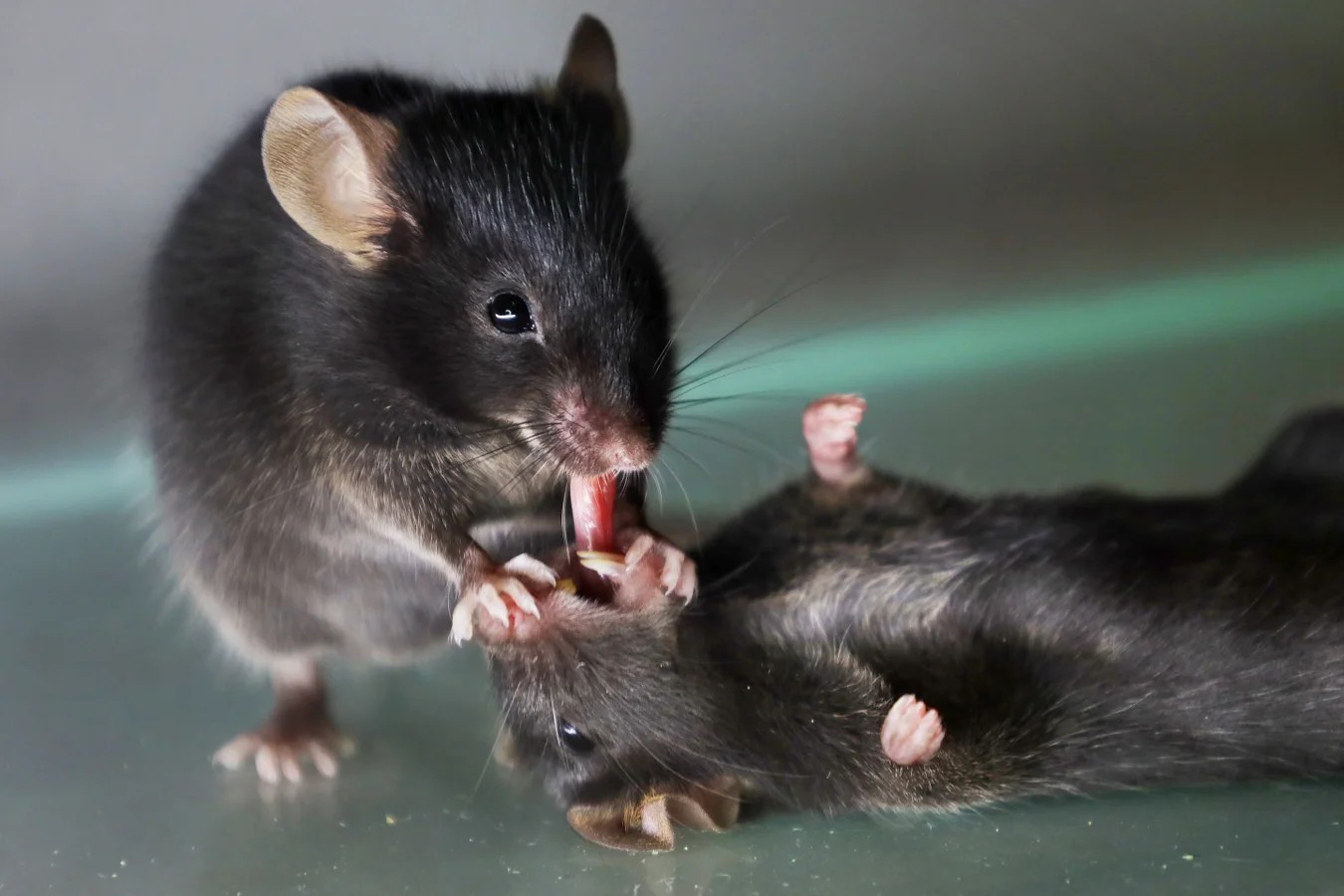 A mouse tries to pull out the tongue of an unconscious social partner，perhaps to clear its airway in an attempt to revive it. Wenjian Sun，Guangwei Zhang，et al.