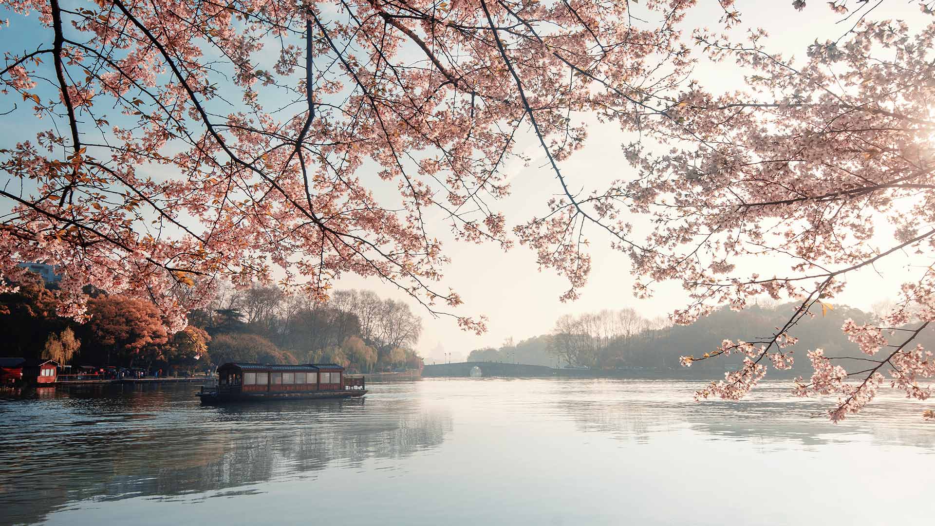 美丽盛开的樱花，杭州的春天，中国