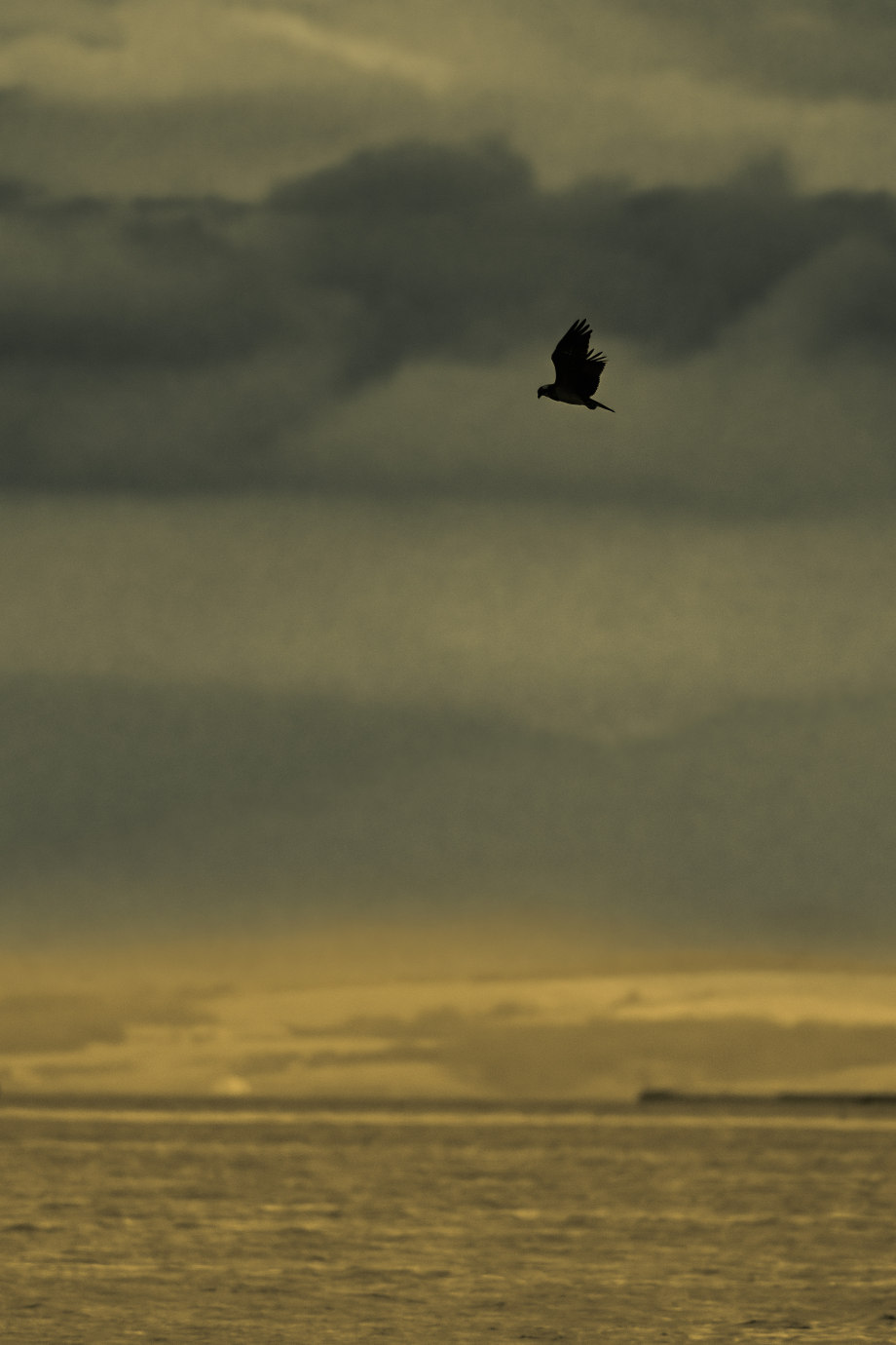 孤鸟 摄影师silver halide