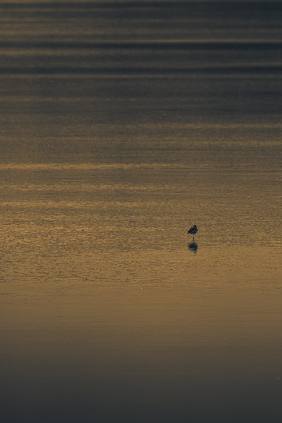 孤鸟 摄影师silver halide