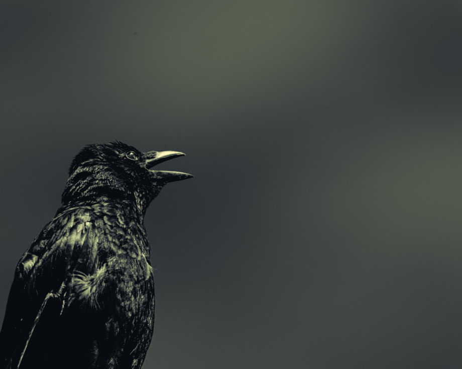 孤鸟 摄影师silver halide