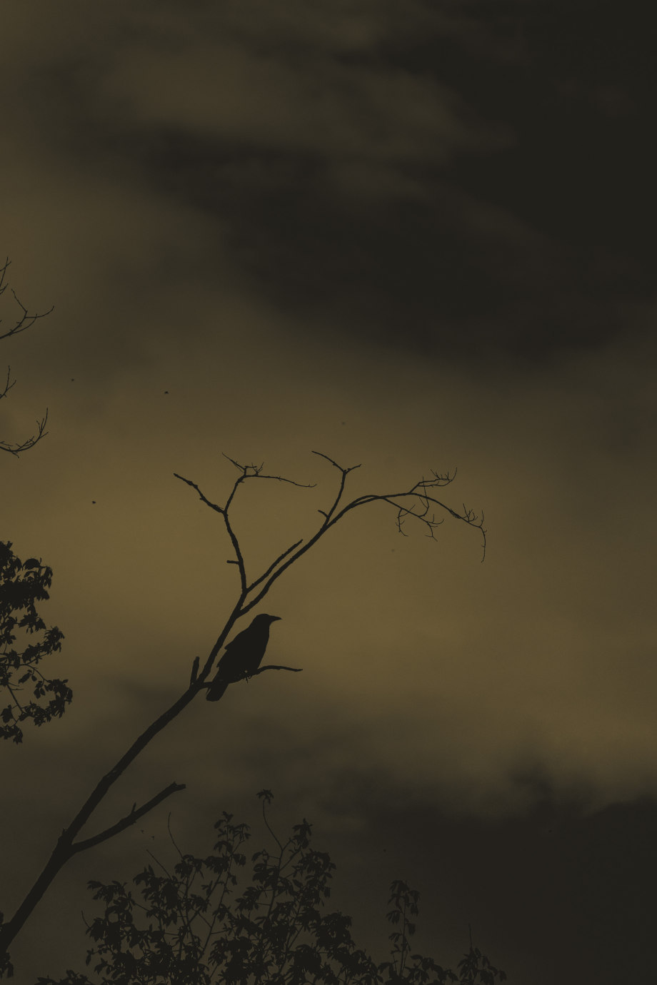 孤鸟 摄影师silver halide