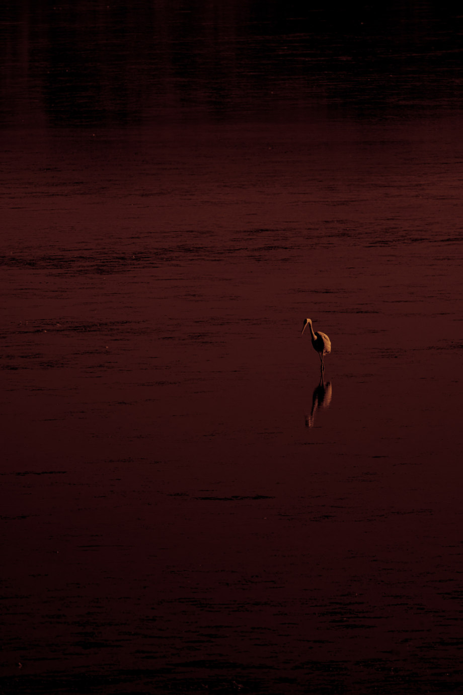 孤鸟 摄影师silver halide