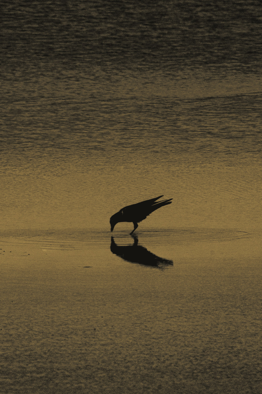 孤鸟 摄影师silver halide