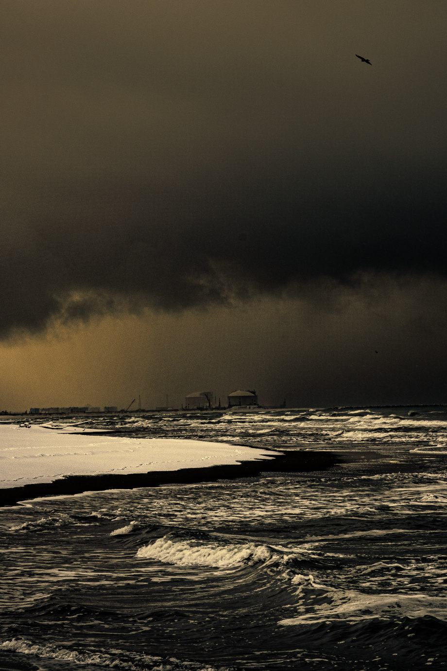 孤鸟 摄影师silver halide