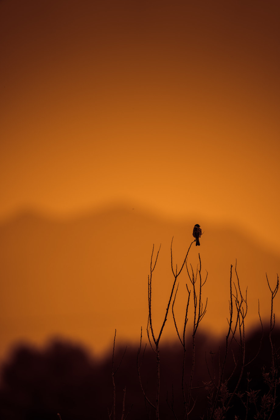 孤鸟 摄影师silver halide