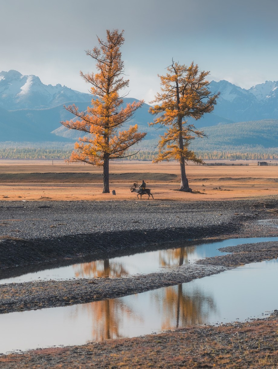 蒙古北部的驯鹿部落 摄影师Daniel Kordan